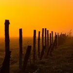 Pastuch elektryczny