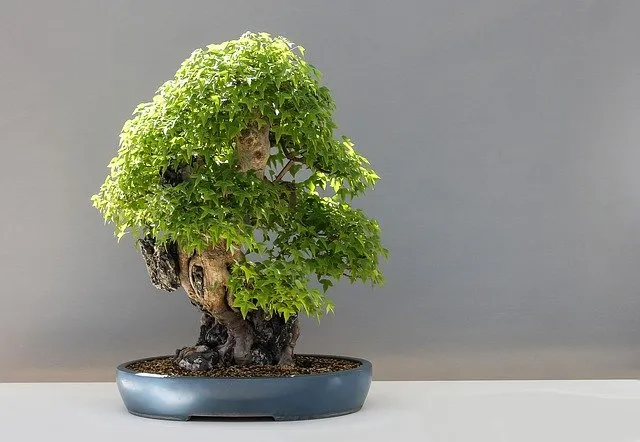 Jak wybrać doniczki do bonsai?